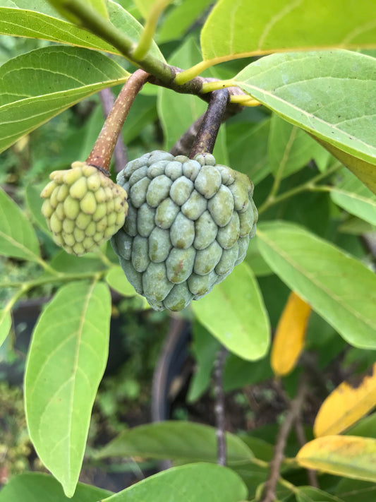 How Growing Tropical Fruit Trees in Containers is Easy and Rewarding