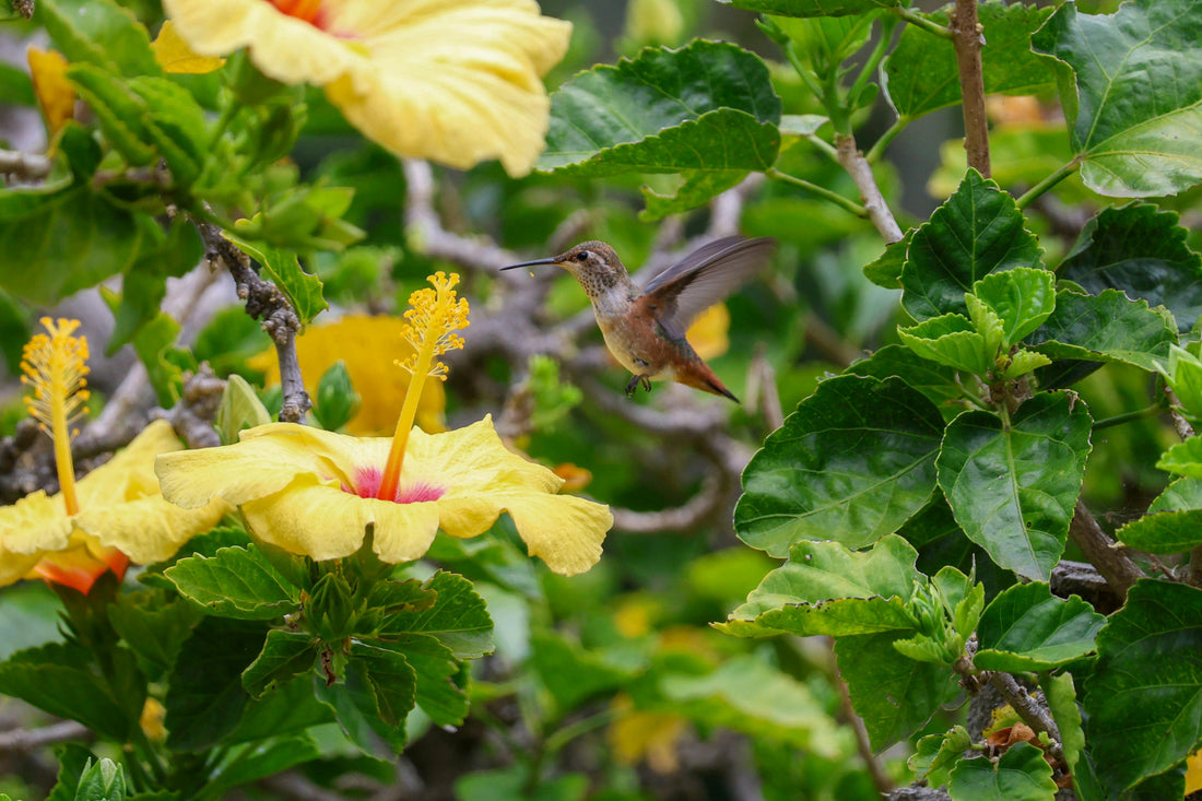 Top Tropical Plants for a Pollinator-Friendly Garden