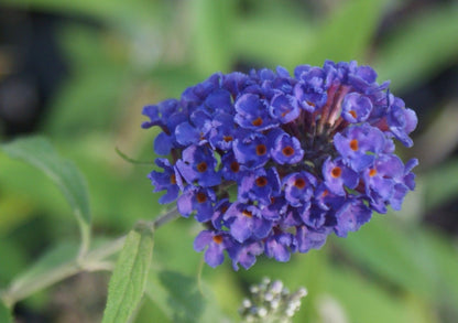 Buddleia davidii 'Black Knight' ~ Butterfly Bush