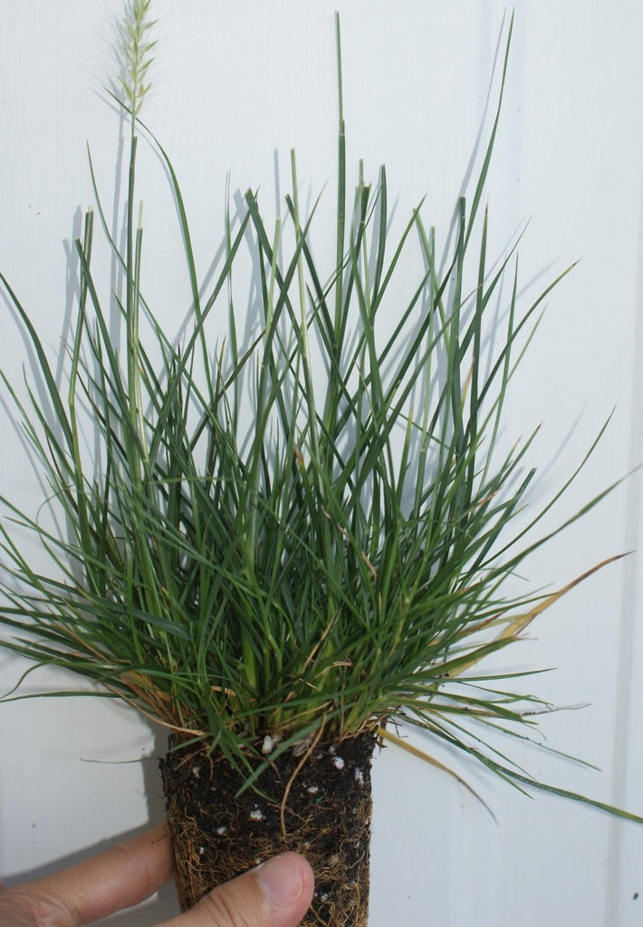 Pennisetum alopecuroides 'Little Bunny' ~ Miniature fountain grass ...