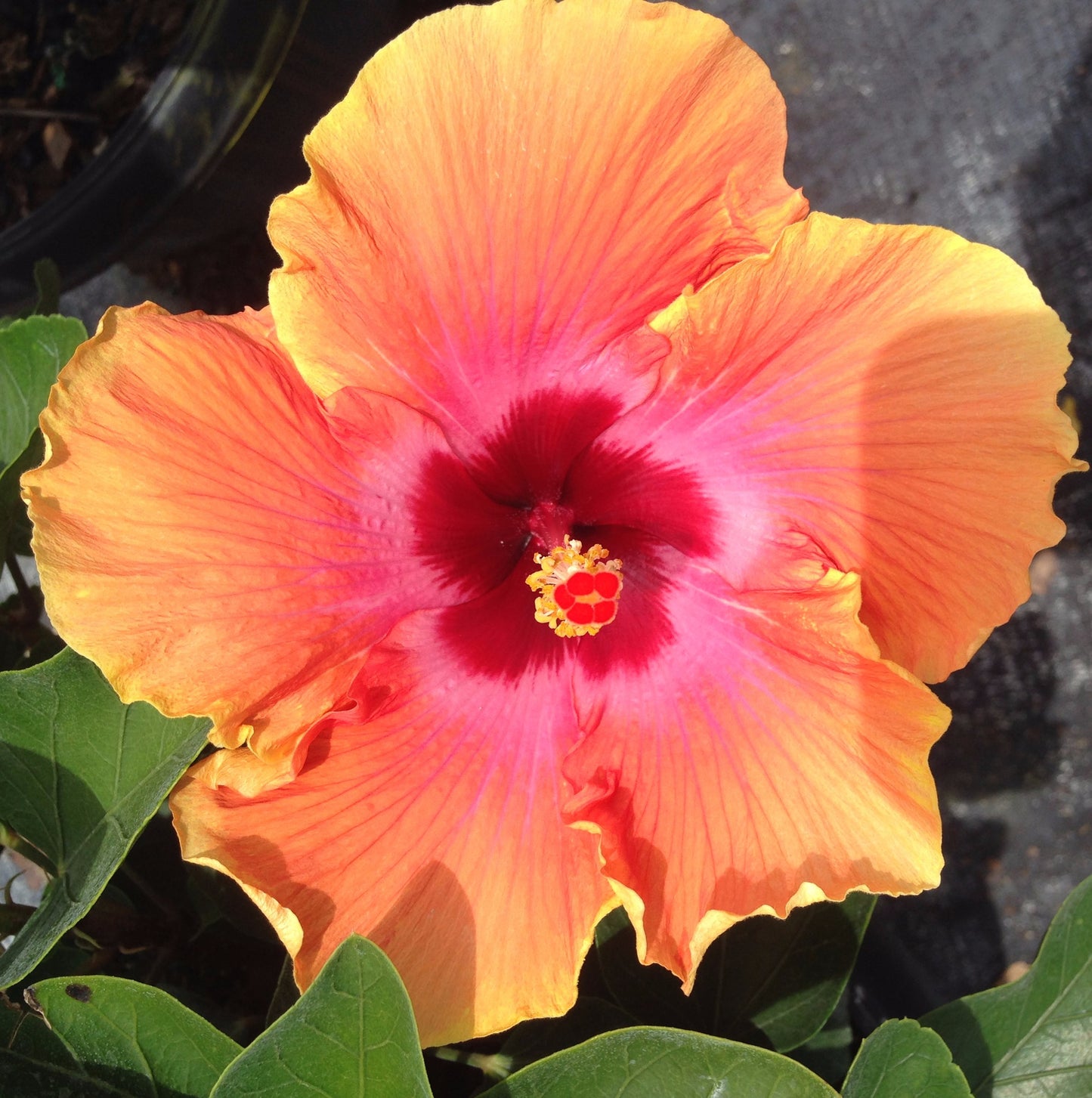 Tropical Hibiscus  'Exotic Sunset'