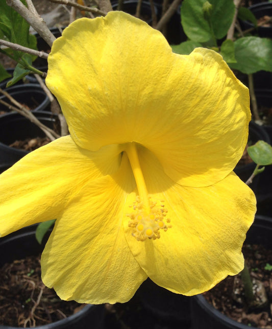 Tropical Hibiscus rosa-sinensis Yellow