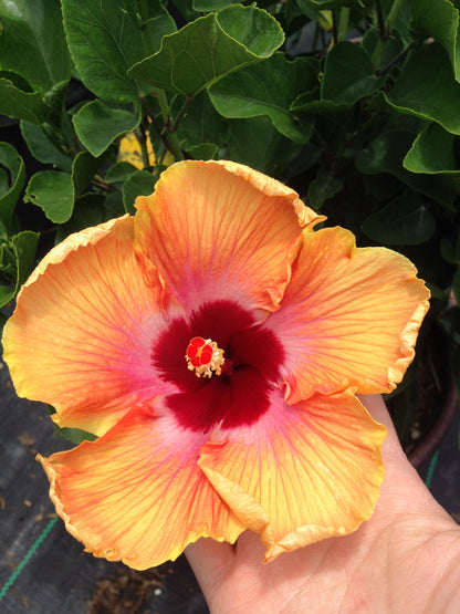 Tropical Hibiscus  'Exotic Sunset'